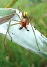 Cheiracanthium punctorium male (Dornfinger)