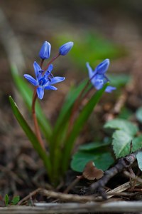 Blaustern