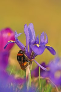 Krokus mit Besucher