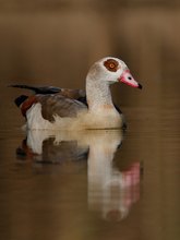 Nilgans  (Alopochen aegyptiacus)