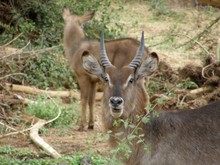 Wasserbock