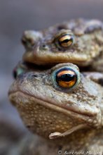 Erdkröten (Bufo bufo) Portrait