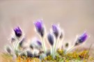 - Tanz der Grazien -