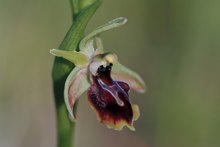Alasia-Ragwurz (Ophrys alasiatica)