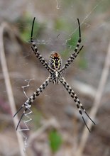 Argyope trifasciata ventral ex tenerife