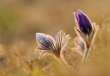 Kuhschelle ... der Frühling hat begonnen ...