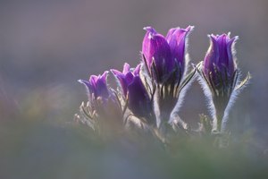 Ein Kindheitstraum ...