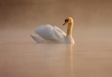 Schwan im Morgennebel