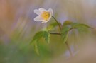 Anemone und Blausterne