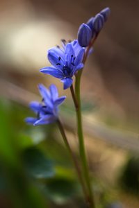 Scilla bifolia