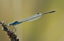 Common Bluetail