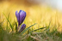 Krokus (Crocus vernus)