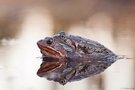 Grasfrosch Paar im Abendlicht