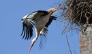 Sturzflug aus dem Nest