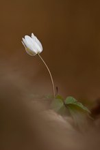 Buschwindröschen