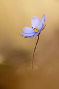 Leberblümchen (Anemone hepatica)