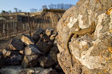 Mauereidechse im Lebensraum