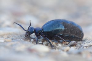 (Schwarzblauer) Ölkäfer