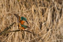 Eisvogel Paarung 3