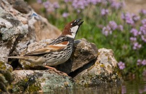 Weidensperling ( Passer hispaniolensis )