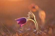 Pulsatilla vulgaris