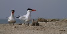 Raubseeschwalbe (Hydroprogne caspia) - Gambia – Westafrika