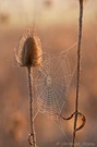 Spinnennetz am Morgen