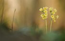 Wenn`s still wird im Wald