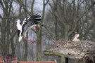 Weißstorch