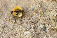 Das Bienchen mit dem Bärtchen