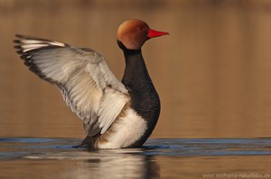 Kolbenente (Netta rufina)