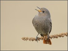 Der Frühling ruft