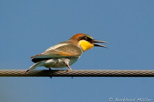 Bienenfresser/Merops apiaster