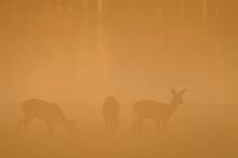 Rehe im Morgenlicht