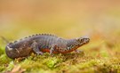 Bergmolch (Ichthyosaura alpestris)