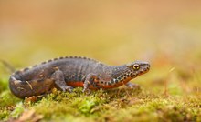 Bergmolch (Ichthyosaura alpestris)