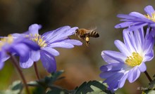 Honigbiene an Frühlingsanemone