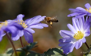 Honigbiene an Frühlingsanemone