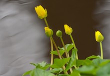 Warten sie darauf, Salat zu werden ?