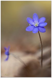 Leberblümchen