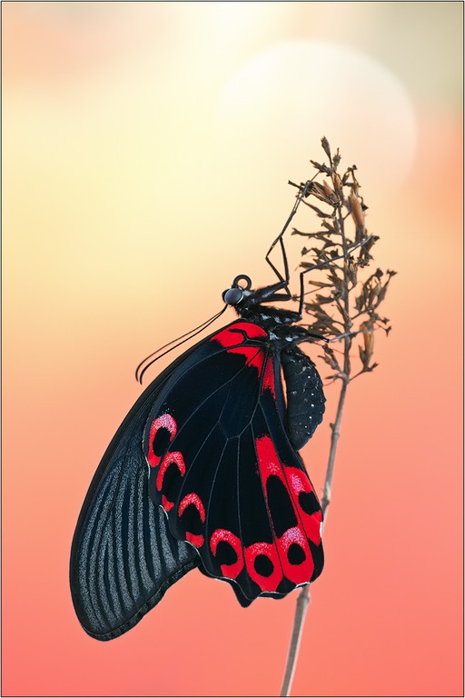 Papilio rumanzovia