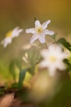 Anemone nemorosa