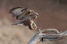 Bussard im Anflug