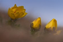 Frühlings-Adonisröschen (Adonis vernalis)