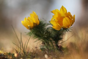 Adonis vernalis