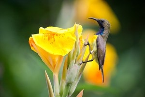 Sunbird