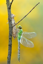 Anax imperator