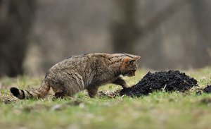 Widkatze( Felis sylvestris)