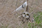 Sumpfohreule (wildlife, ND)