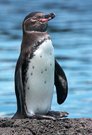 Galapagos Pinguin,
